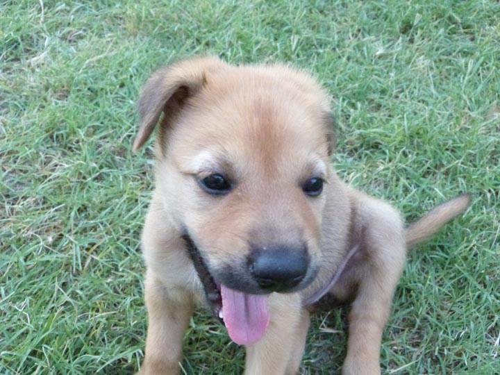 chinook dog